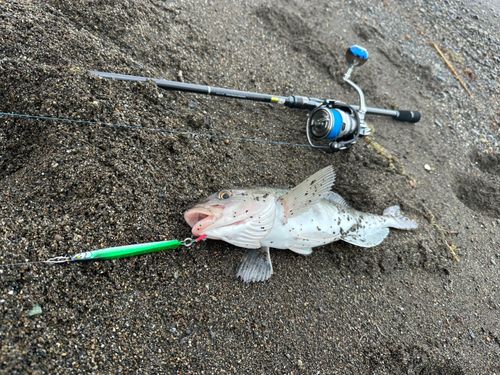 ホッケの釣果