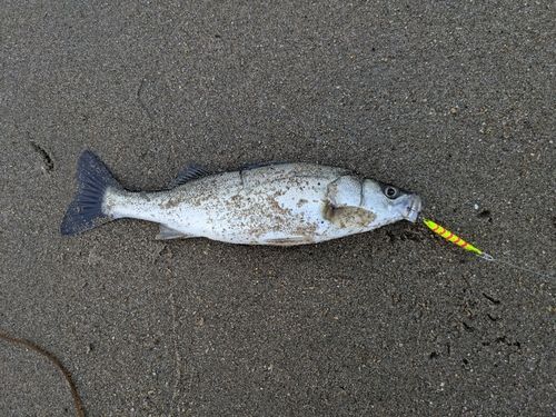 セイゴ（マルスズキ）の釣果
