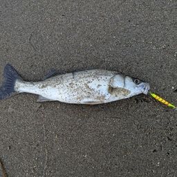 セイゴ（マルスズキ）