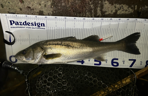 涸沼川で釣れたシーバスの釣り・釣果情報 - アングラーズ | 釣果