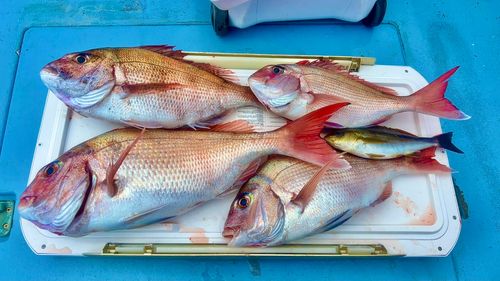 マダイの釣果