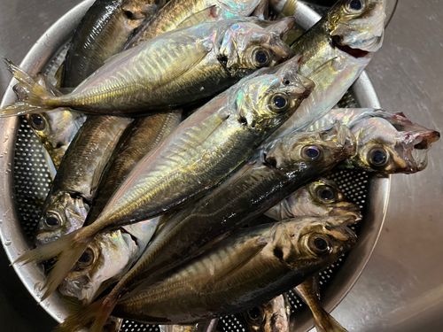 マアジの釣果
