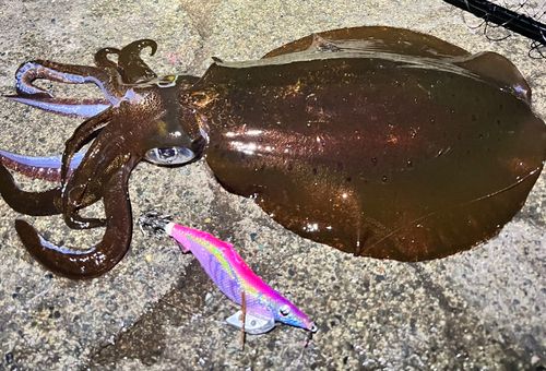 アオリイカの釣果