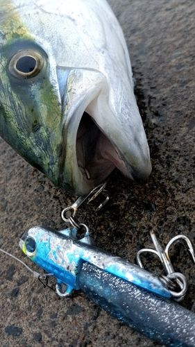 フクラギの釣果