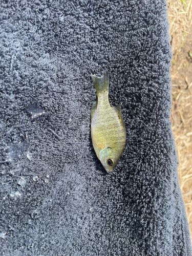 ブルーギルの釣果