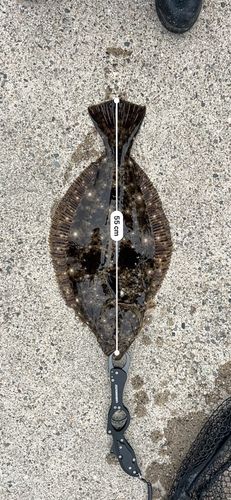 ヒラメの釣果