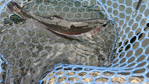 ニジマスの釣果