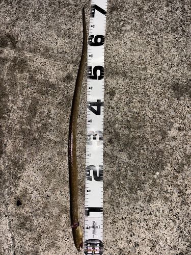 ホタテウミヘビの釣果