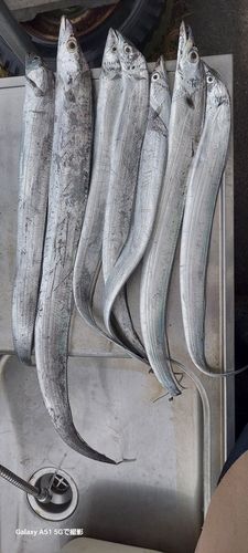 タチウオの釣果