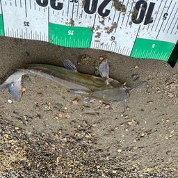 アメリカナマズ