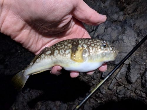 コモンフグの釣果
