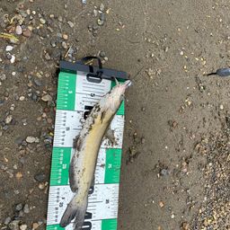 アメリカナマズ