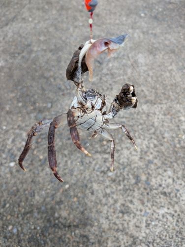 モクズガニの釣果