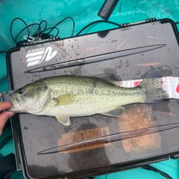 ラージマウスバス