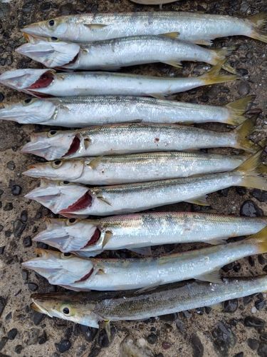 カマスの釣果