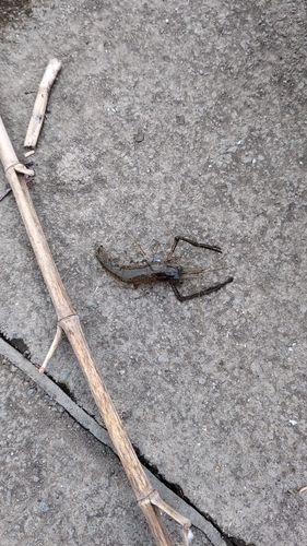 テナガエビ