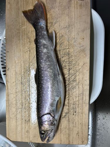 イワナの釣果