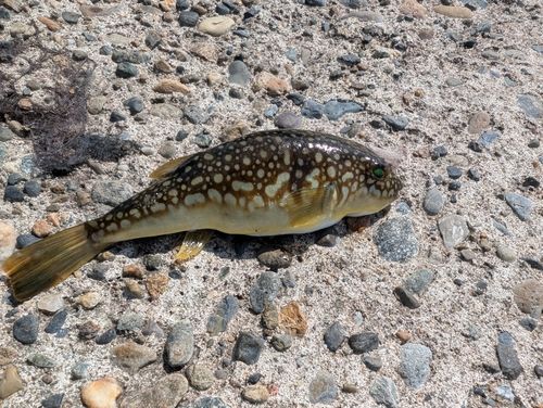 コモンフグの釣果