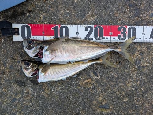 マアジの釣果