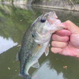 ラージマウスバス