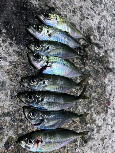アジの釣果