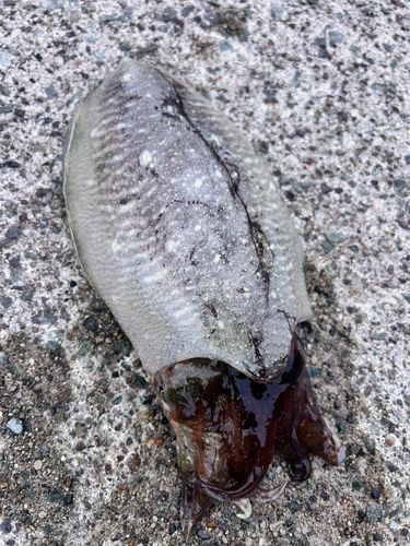 コウイカの釣果