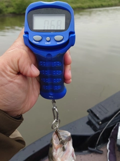 ラージマウスバスの釣果