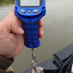 ラージマウスバス