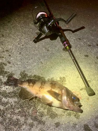 シロメバルの釣果