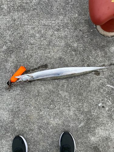 タチウオの釣果
