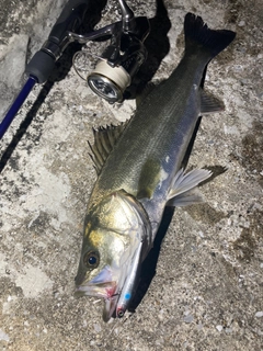 シーバスの釣果