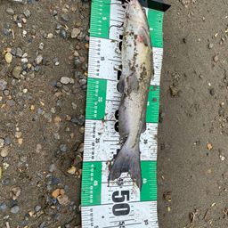 アメリカナマズ