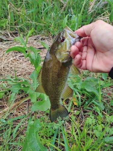 スモールマウスバスの釣果