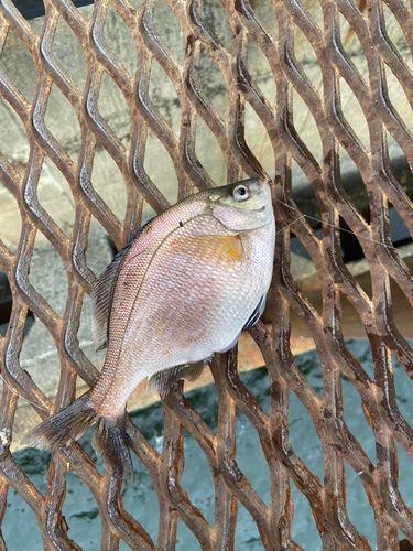 ウミタナゴの釣果