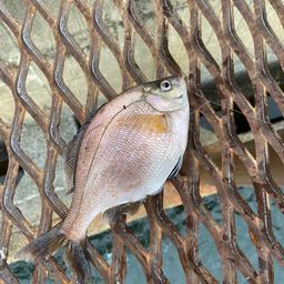 ウミタナゴ