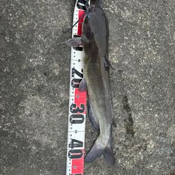 アメリカナマズ