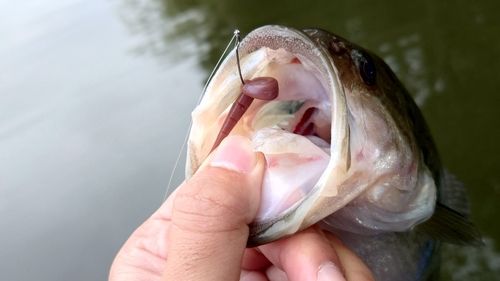 ブラックバスの釣果
