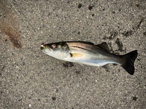 セイゴ（マルスズキ）