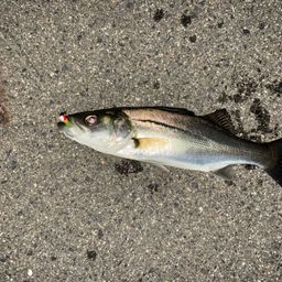 セイゴ（マルスズキ）