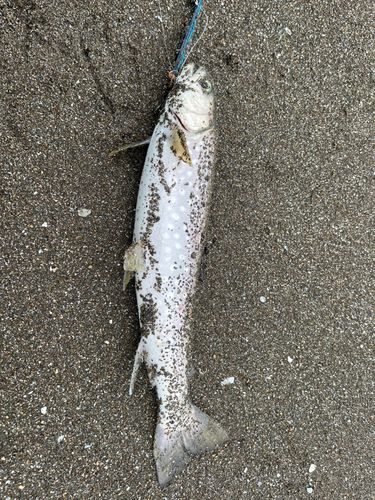 アメマスの釣果