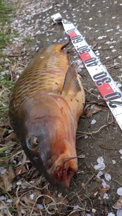 コイの釣果