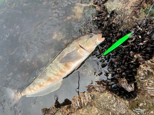 アメマスの釣果