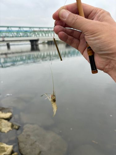 テナガエビの釣果