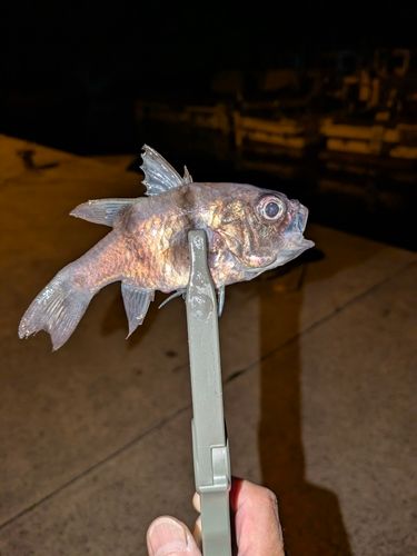 クロイシモチの釣果