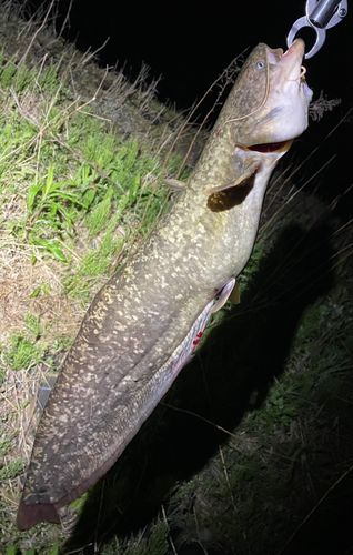 ナマズの釣果