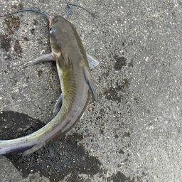 アメリカナマズ