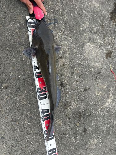 アメリカナマズ