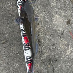 アメリカナマズ