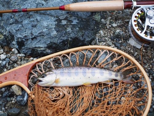 ヤマメの釣果