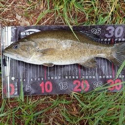 スモールマウスバス